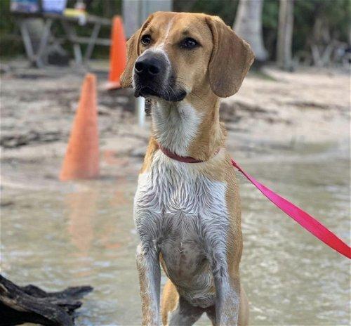Adoptable Beagle Dogs | Chewy.com