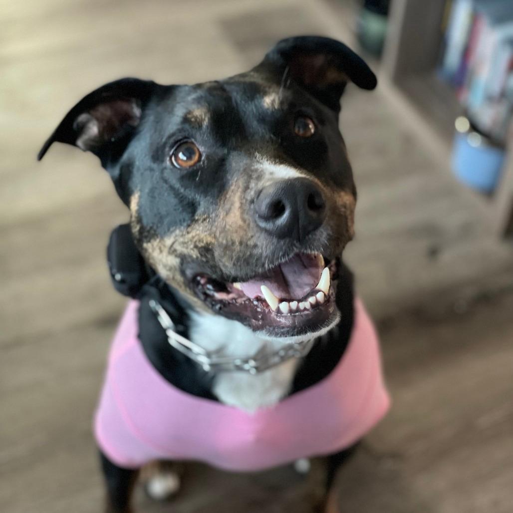 NY Toby (Home in Babylon)