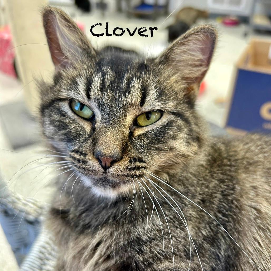 Clover