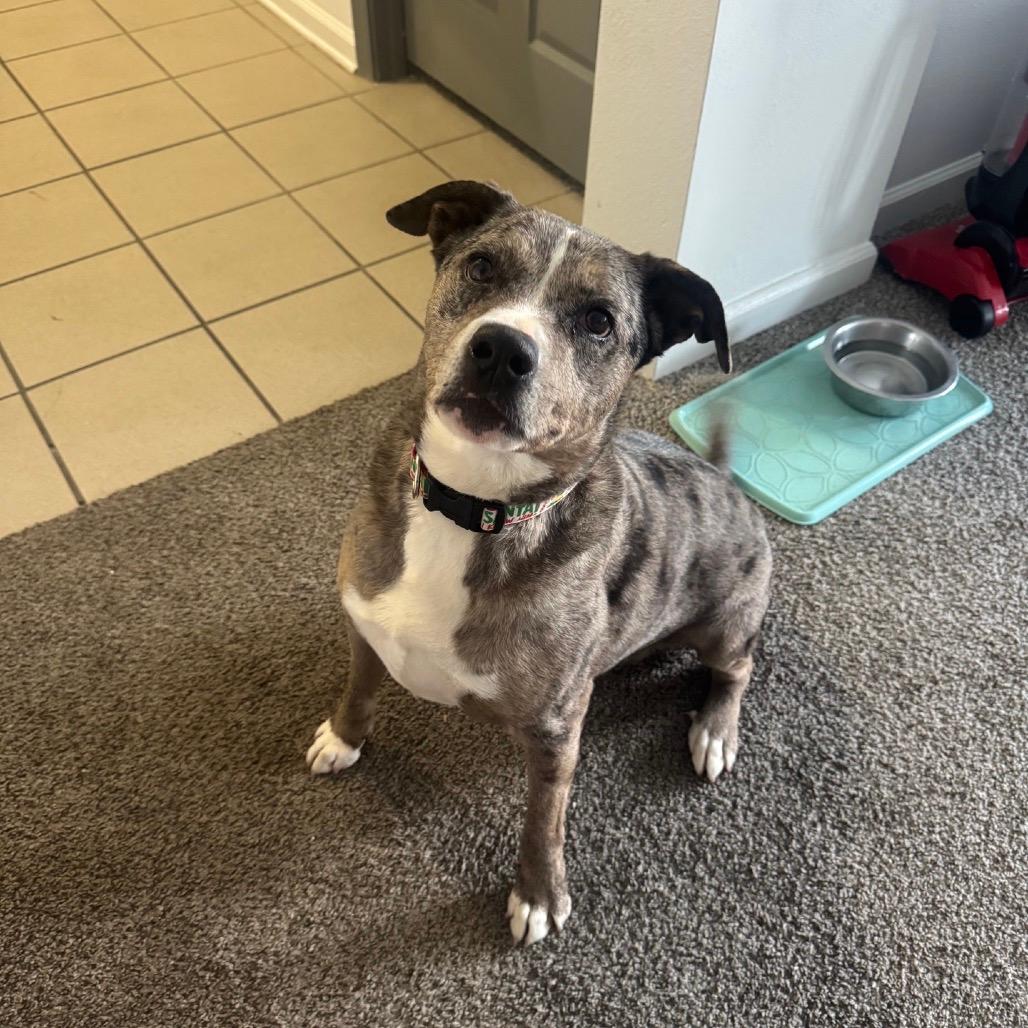 Levi (Adoption Fee-SPONSORED!) In Foster