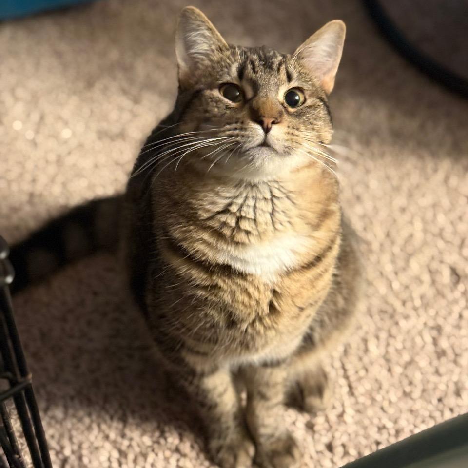 Sylvia *Meet me at Richfield Petsmart*