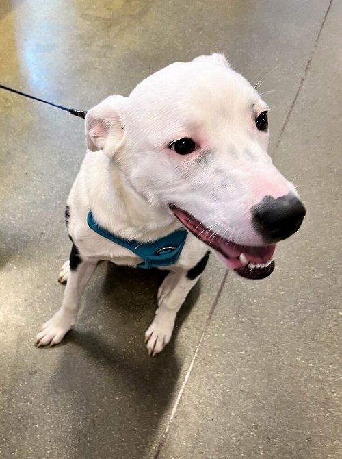 Adoptable Dogs & Puppies in Hampton, VA | Chewy.com