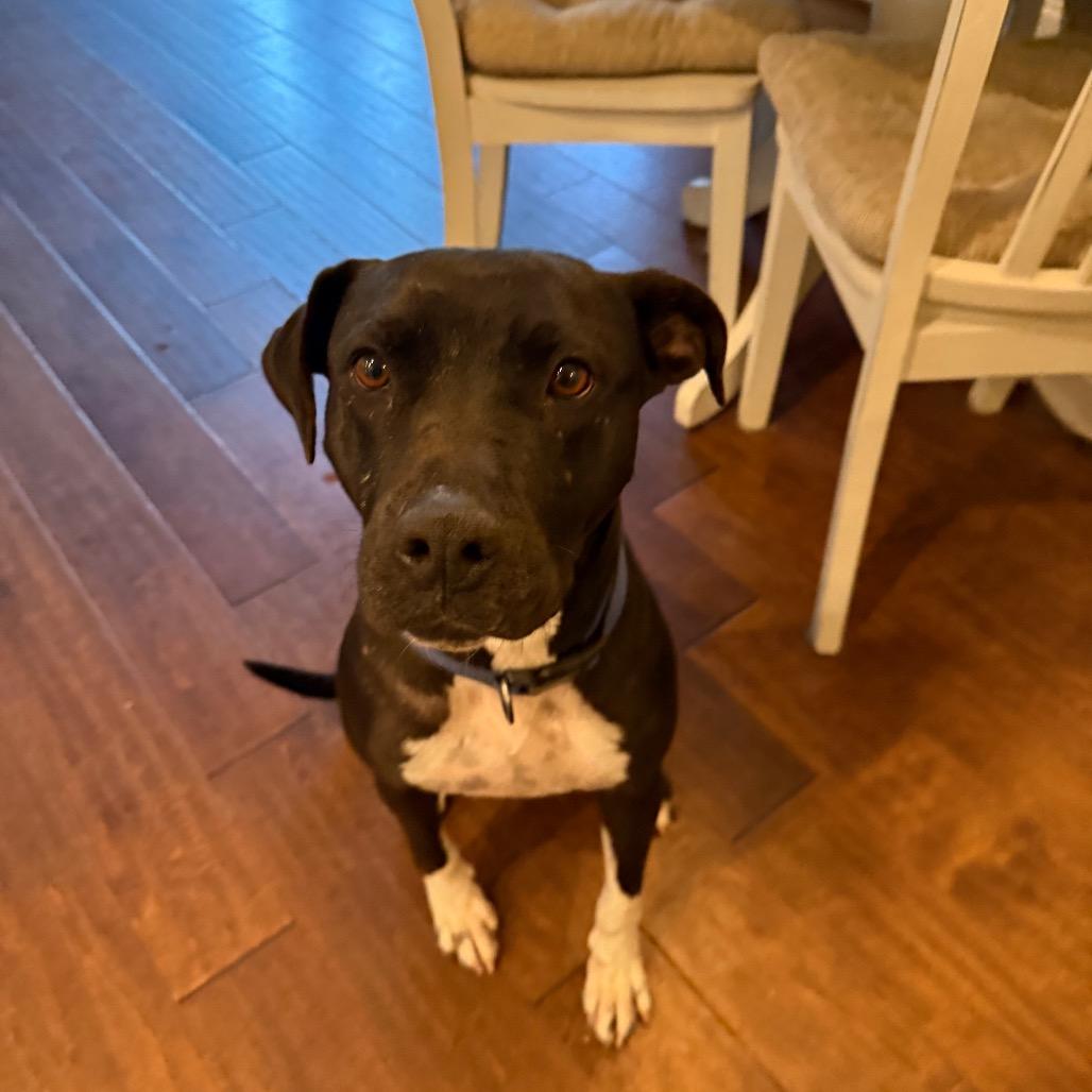 Jolene (Adoption Fee SPONSORED!!)