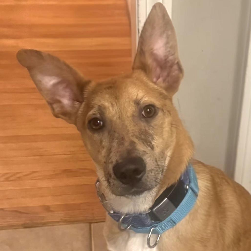 CT Payton (Fostered in Glastonbury, CT)