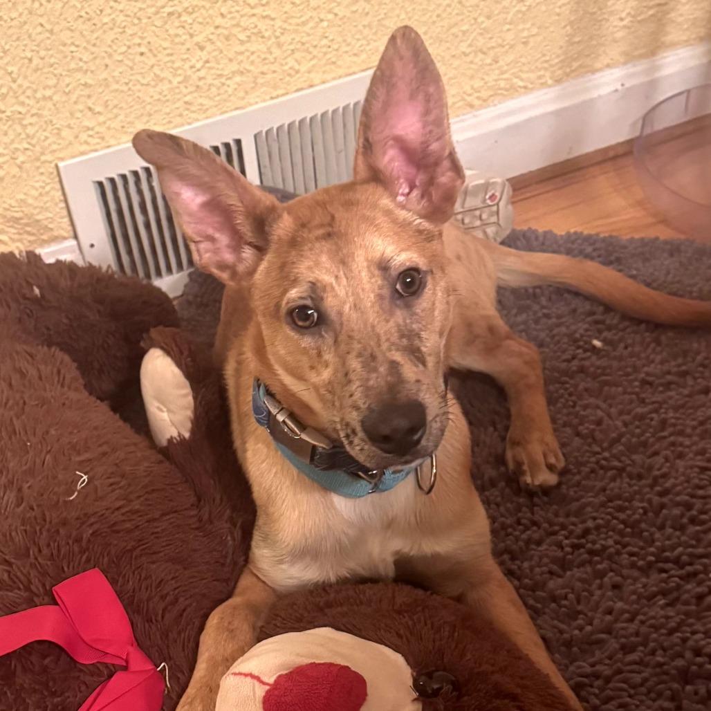 CT Payton (Fostered in Glastonbury, CT)