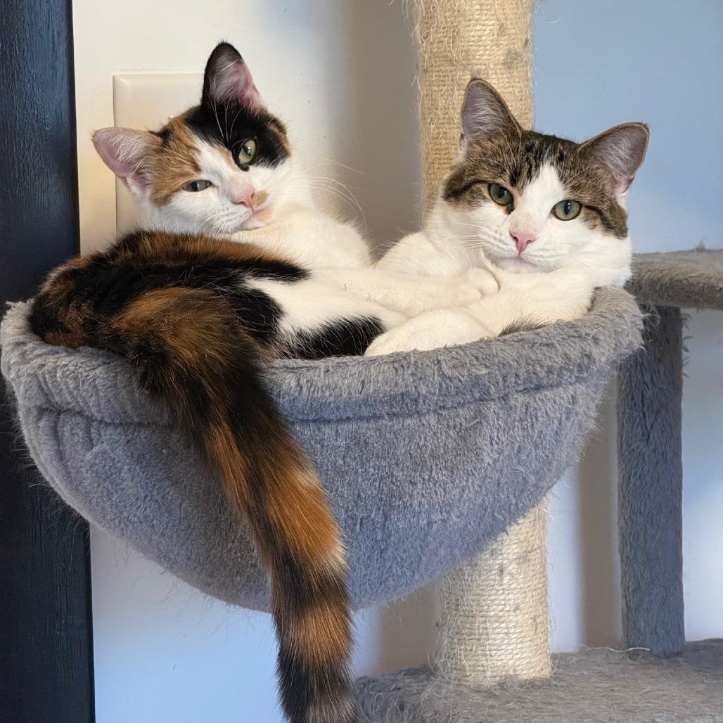 Tiramisu (Church Ln Kitten 3)