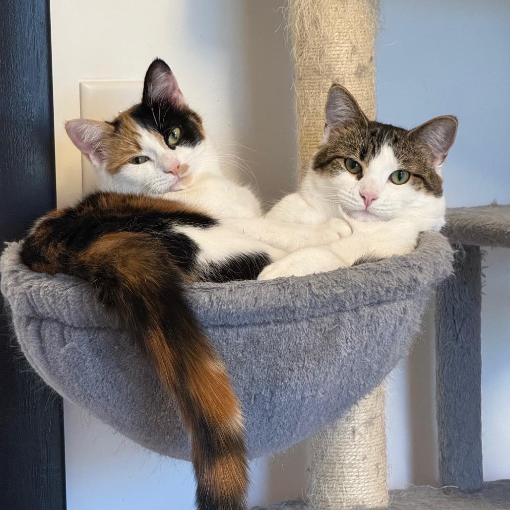 Gelato (Church Ln Kitten 2)