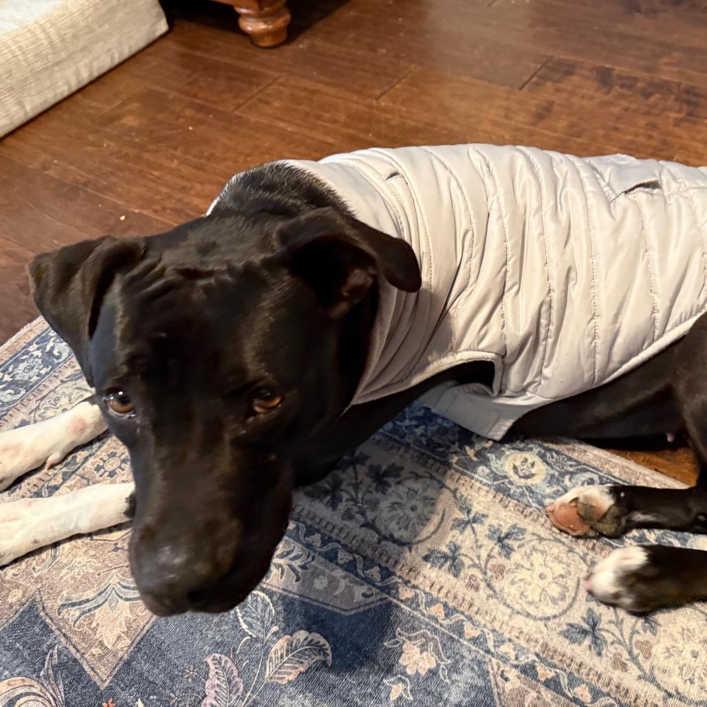 Jolene (Adoption Fee SPONSORED!!)