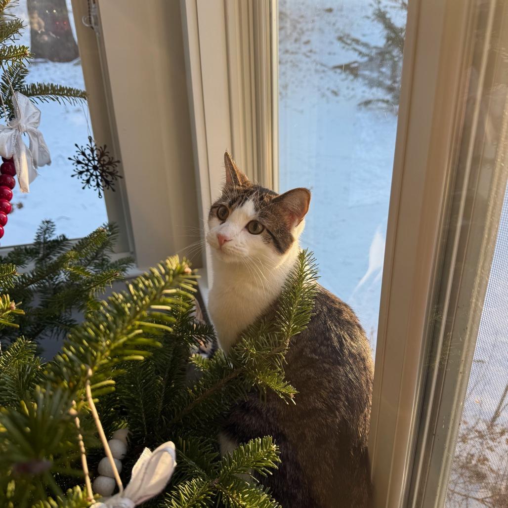 Gelato (Church Ln Kitten 2)