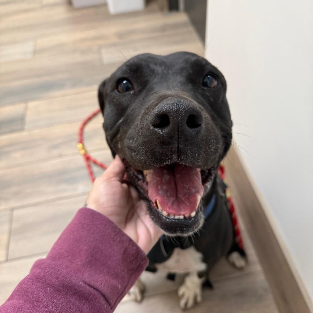 Jolene (Adoption Fee SPONSORED!!)