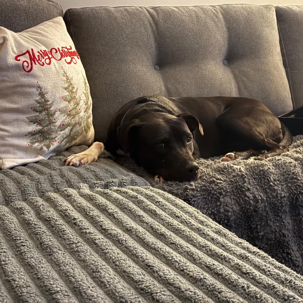 Jolene (Adoption Fee SPONSORED!!)