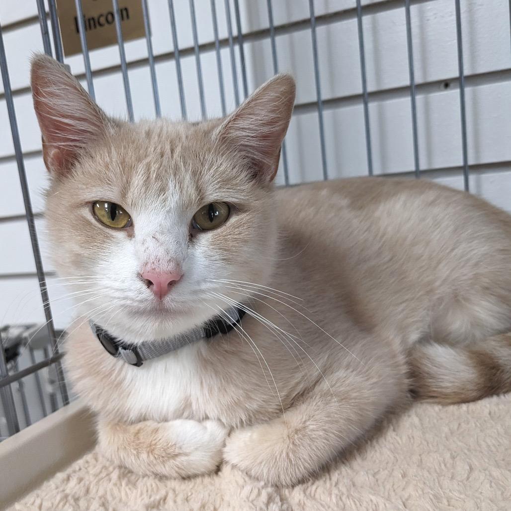 Noel- Sullivan Petsense