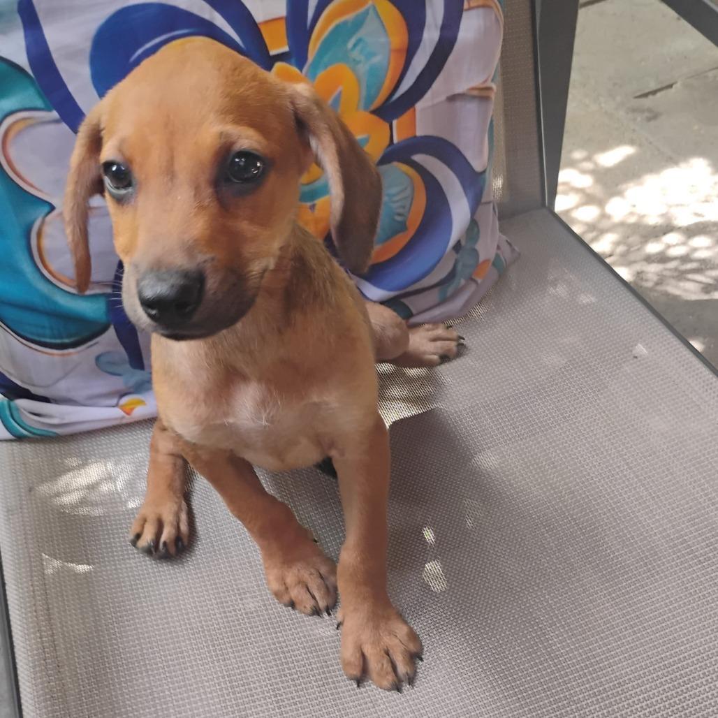 Marigold (Nala/Nahla)