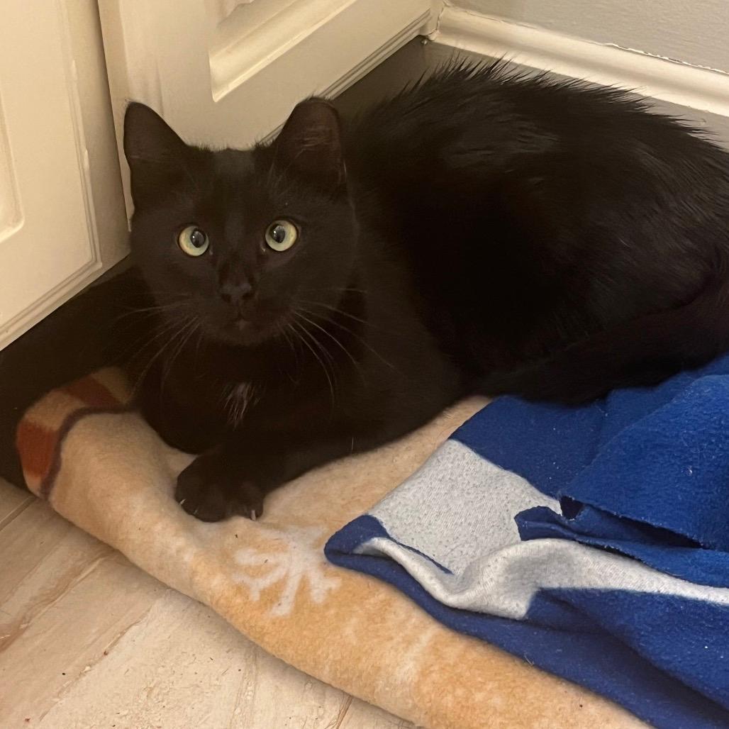 Binx (Formerly Twix)