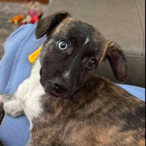 CT Bellatrix avail Dec 20 (Sonny's Place- Somers, CT)