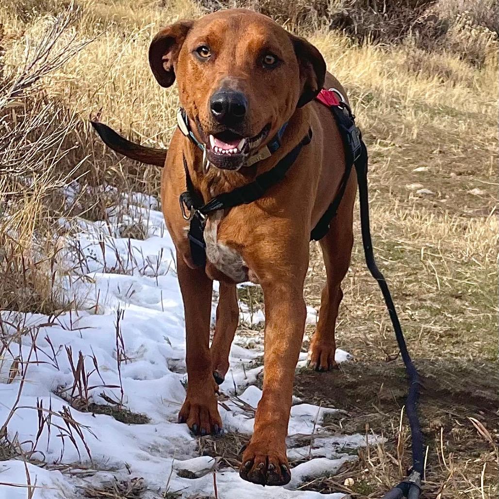 Beefcake "Beefy" McGee