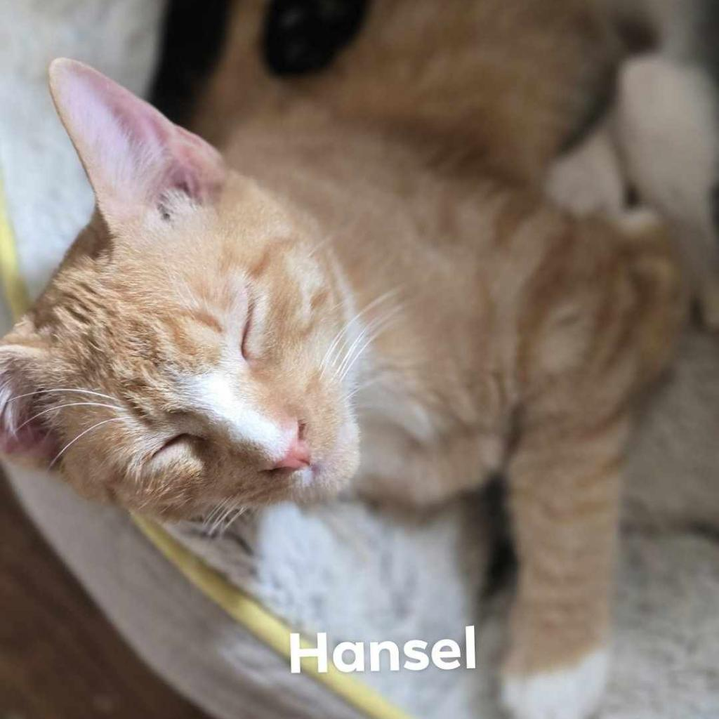 Hansel