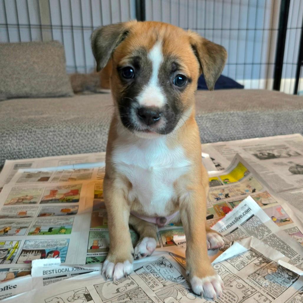 CT Cavatappi avail Dec 27