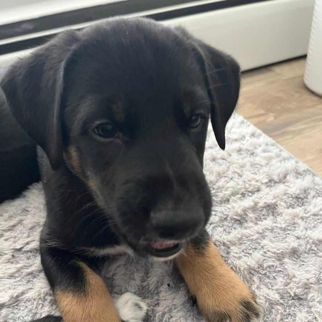 Birdie puppy brown boy 2 (Wadsworth, Illinois)