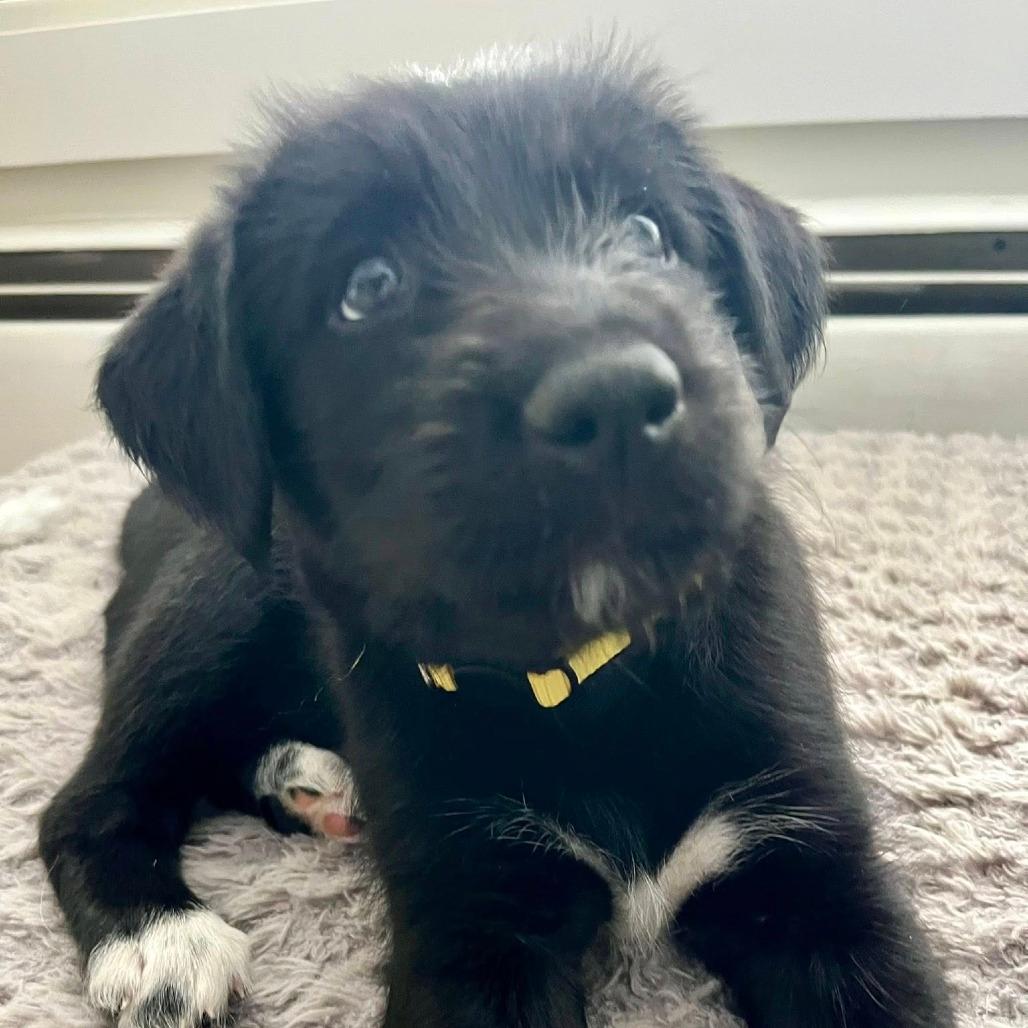 Birdie puppy yellow girl 2 (Wadsworth, Illinois)