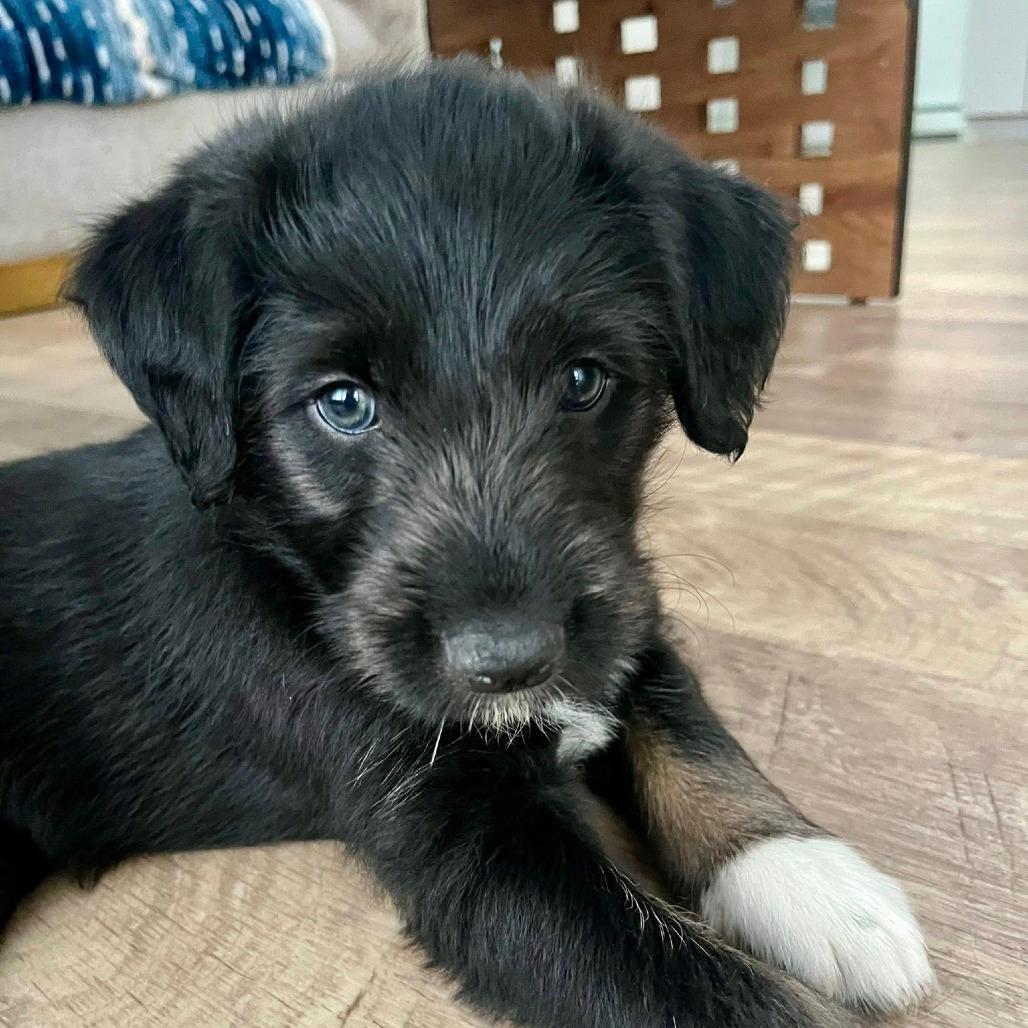 Birdie puppy green girl 1 (Wadsworth, Illinois)