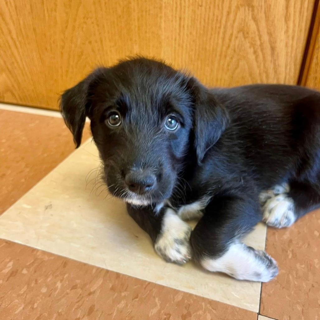 Birdie puppy pink girl 3 (Wadsworth, Illinois)