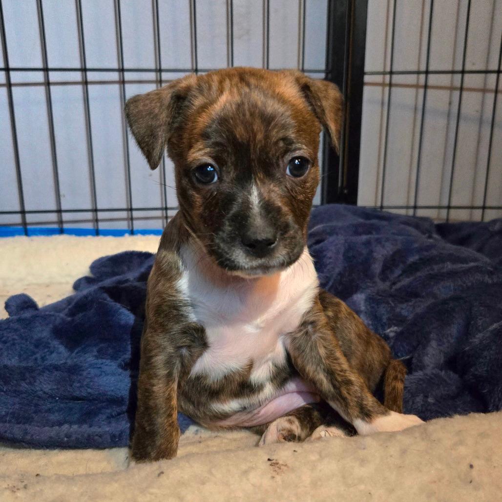 CT Rotini avail Dec 27