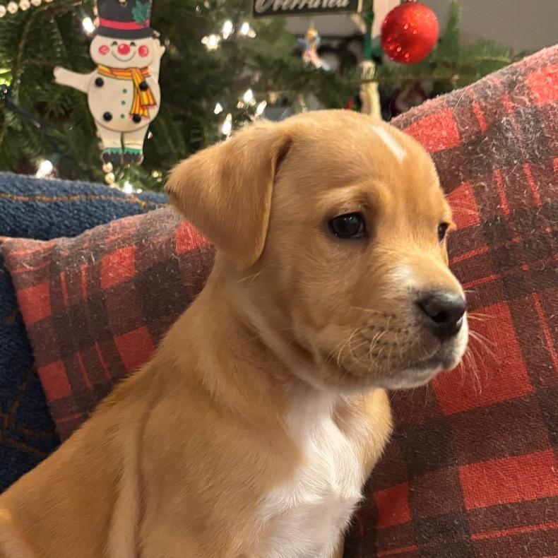 NY Finn Avail Dec 20 (Tractor Supply Patterson)