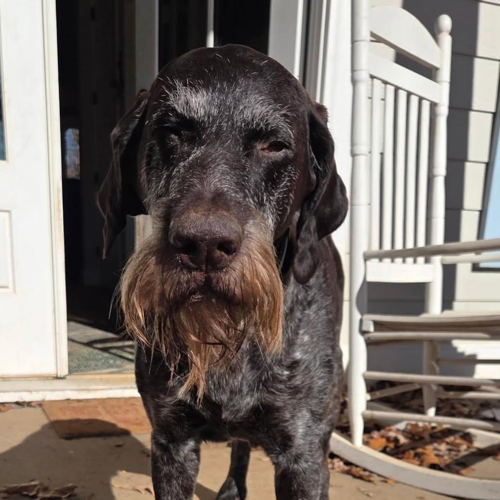 Willy (Lyman, South Carolina)