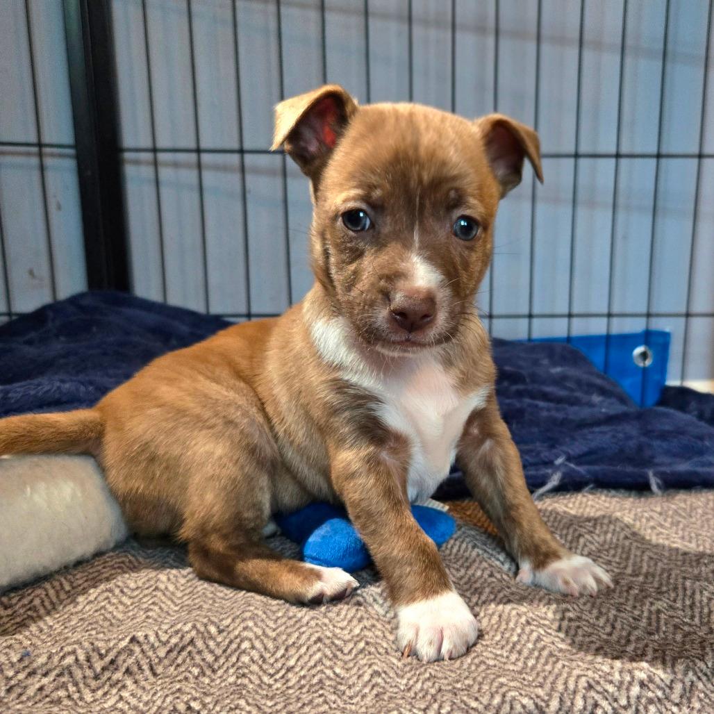 CT Rigatoni avail Dec 27