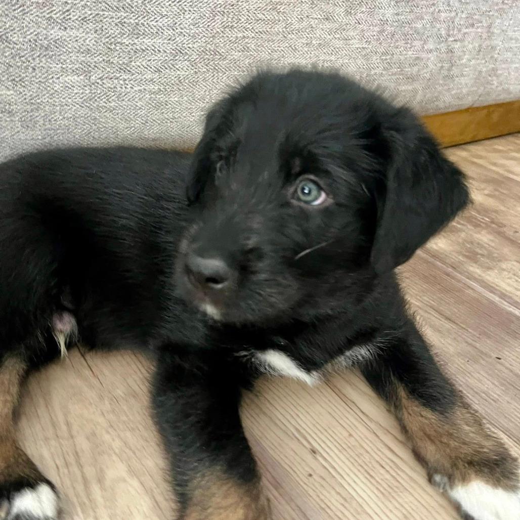 Birdie puppy white boy 1 (Wadsworth, Illinois)