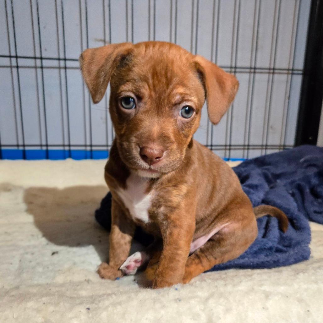 CT Ravioli avail Dec 27