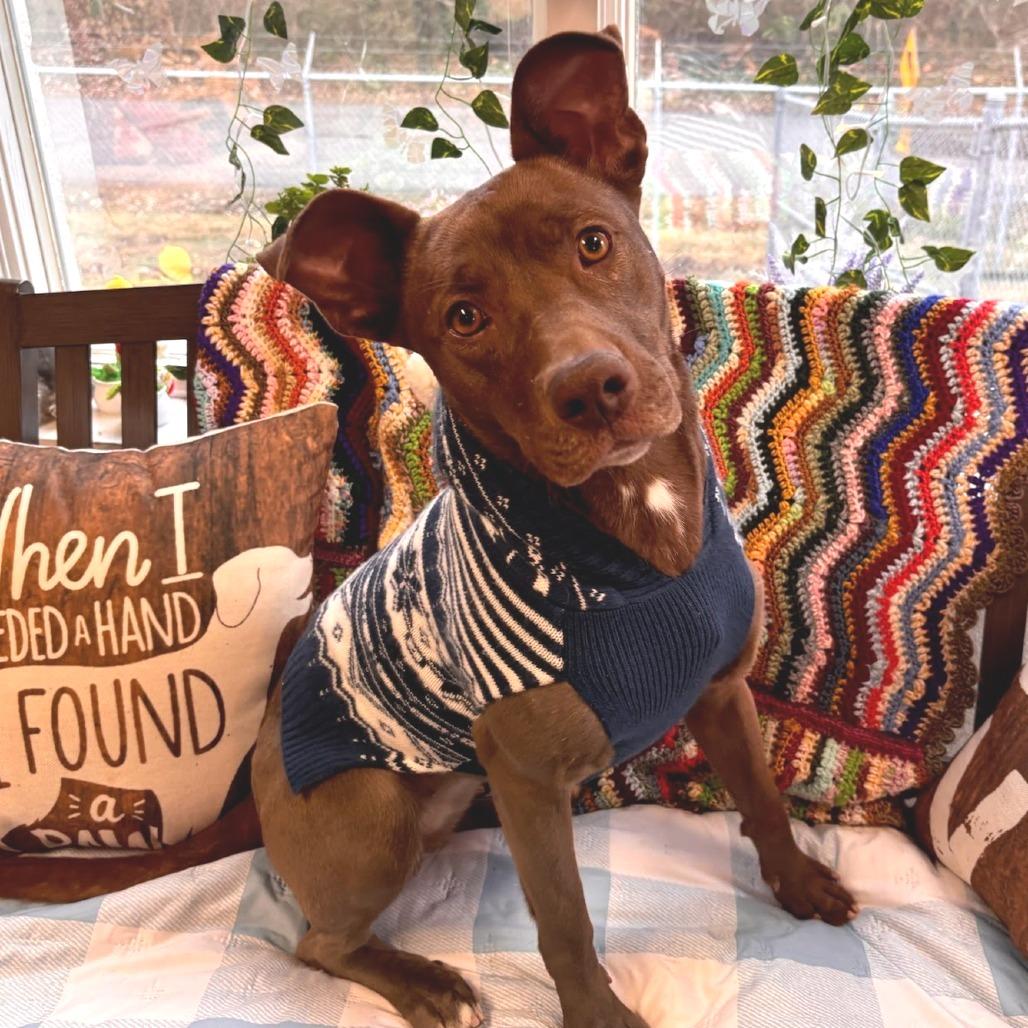 Debra - Reduced Adoption Fee