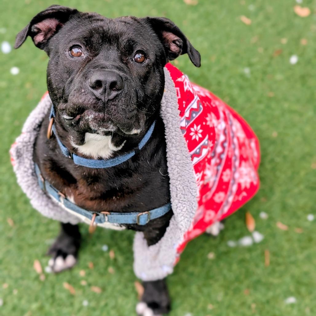 Wingstop Winston 24-7051