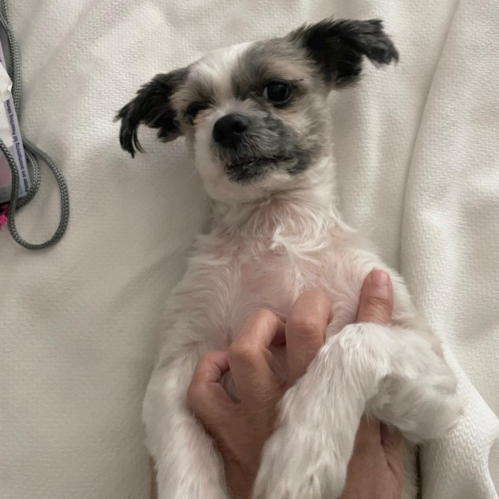 Mr. Peabody (Benefactor Dog)