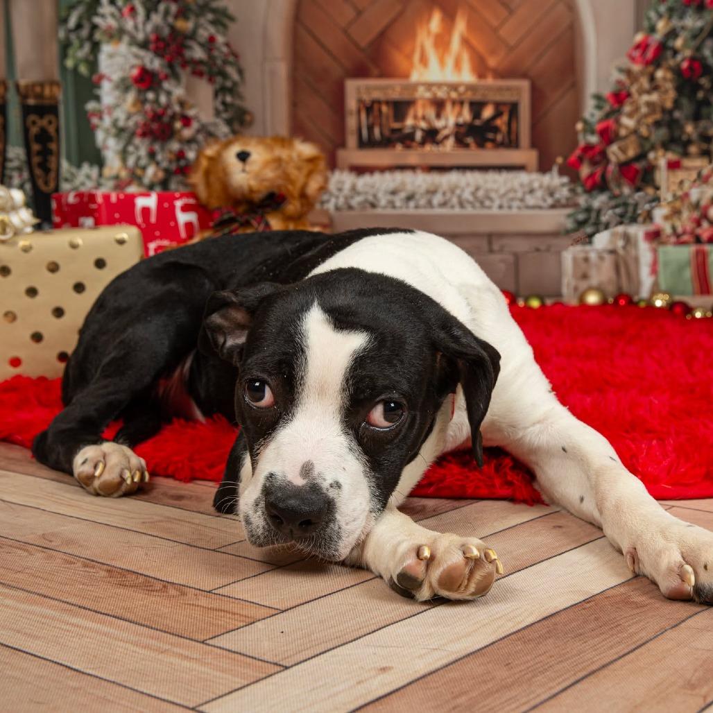 Cleopawtra (FKA Maggie)