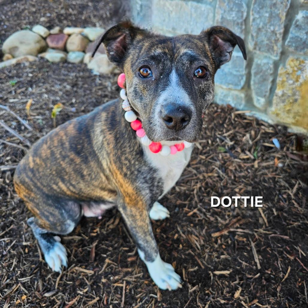 Dottie