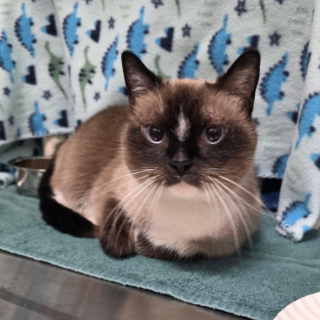 Rosie