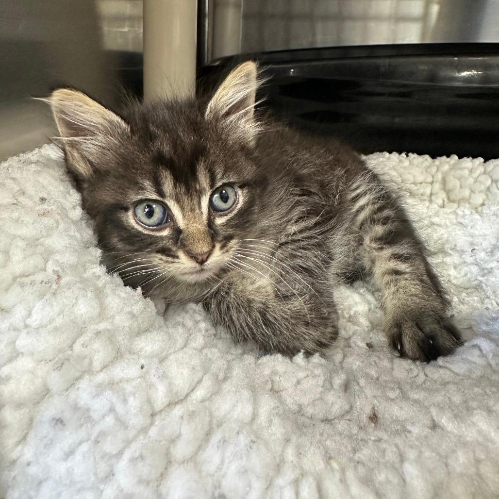 Frosty Mittens (25-10519)