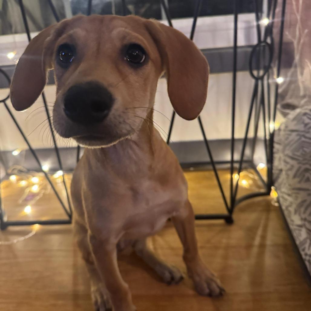 Marigold (Nala/Nahala)