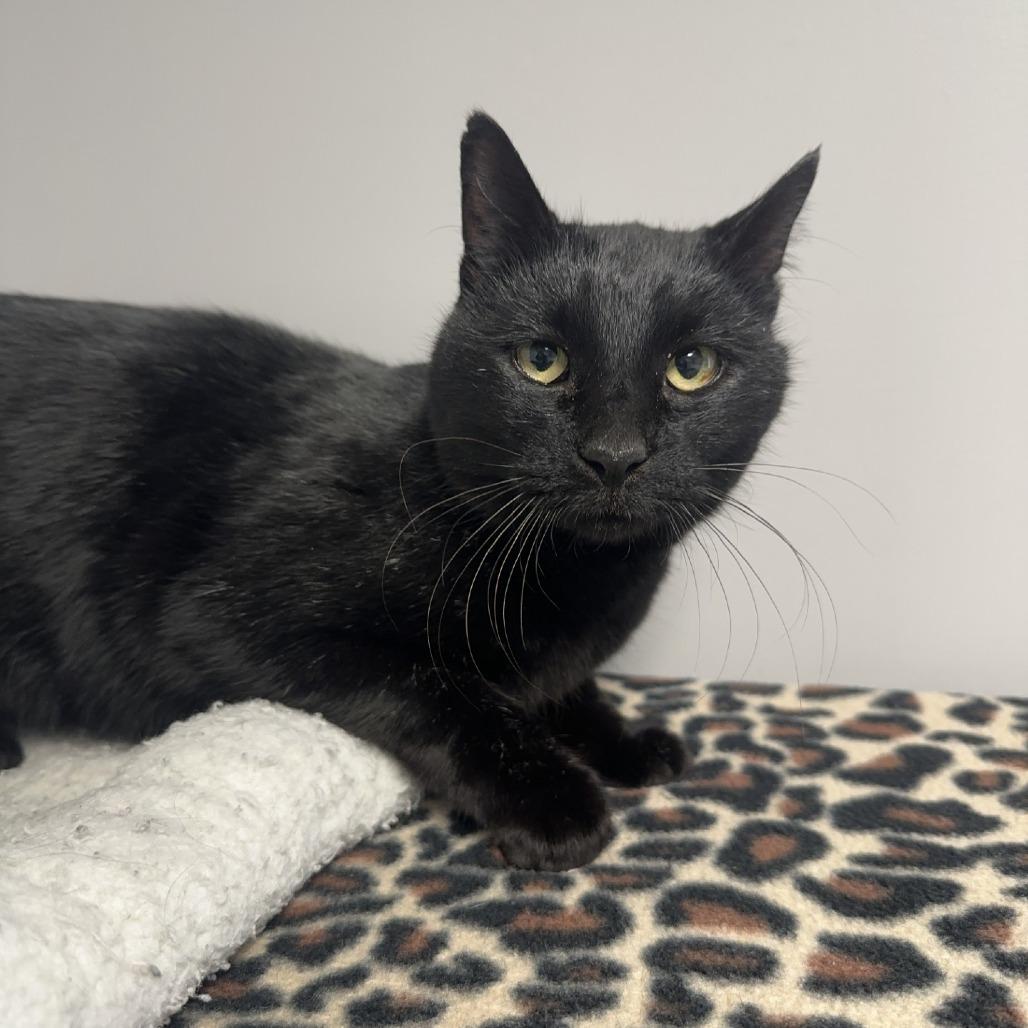 Twinkle Lights (25-13519)