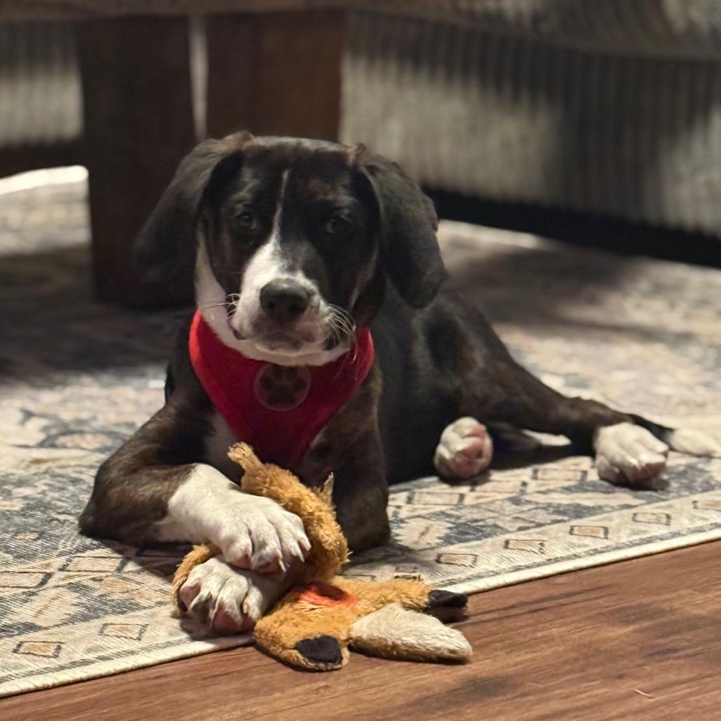 NY Wizard (Foster Yorktown Heights)