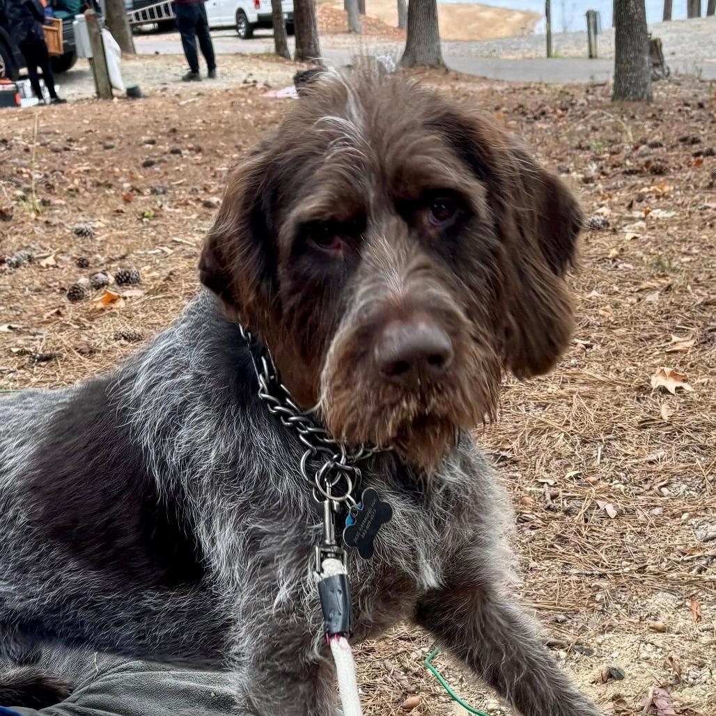 Abe (Augusta, Georgia)