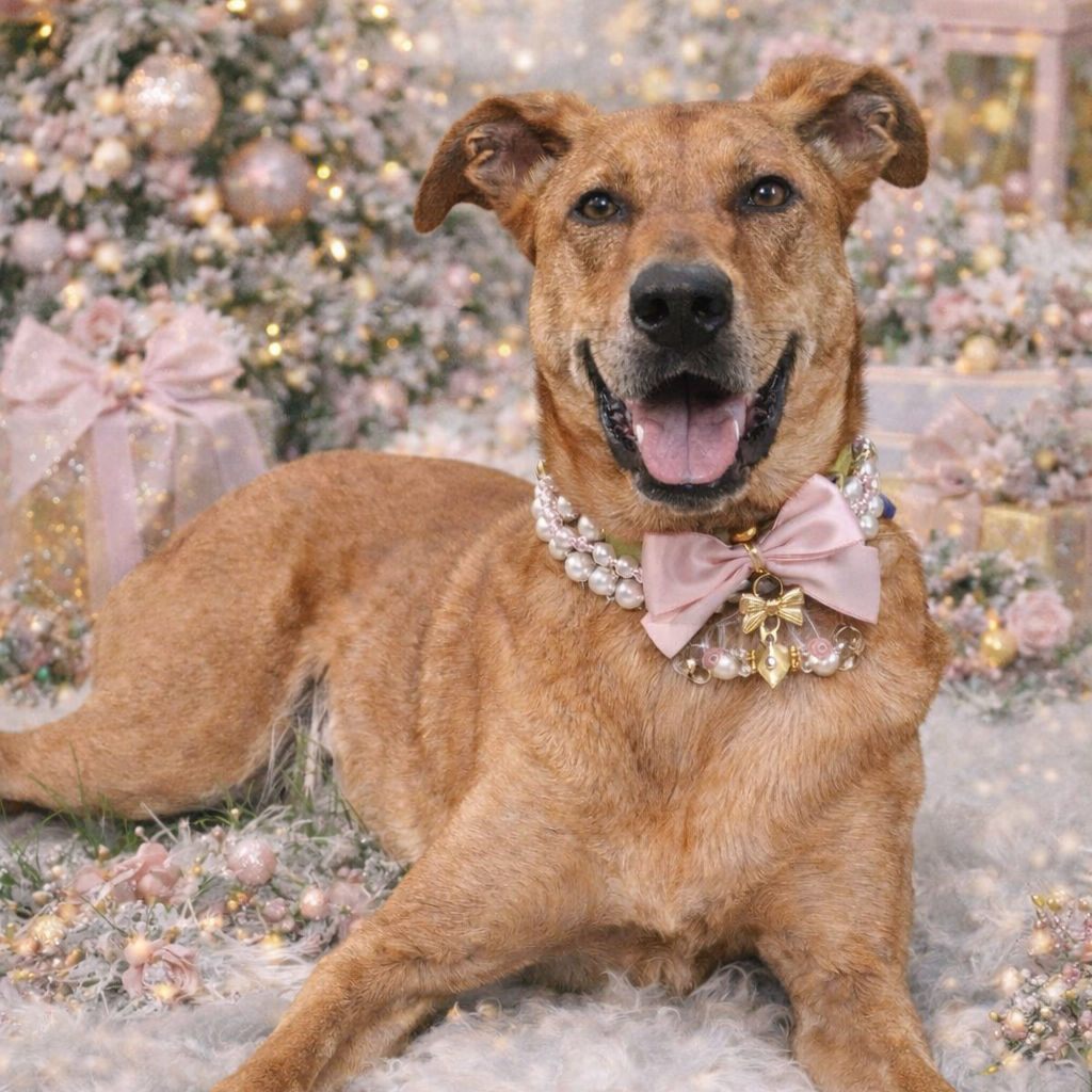 Shiva (Reduced Rover)