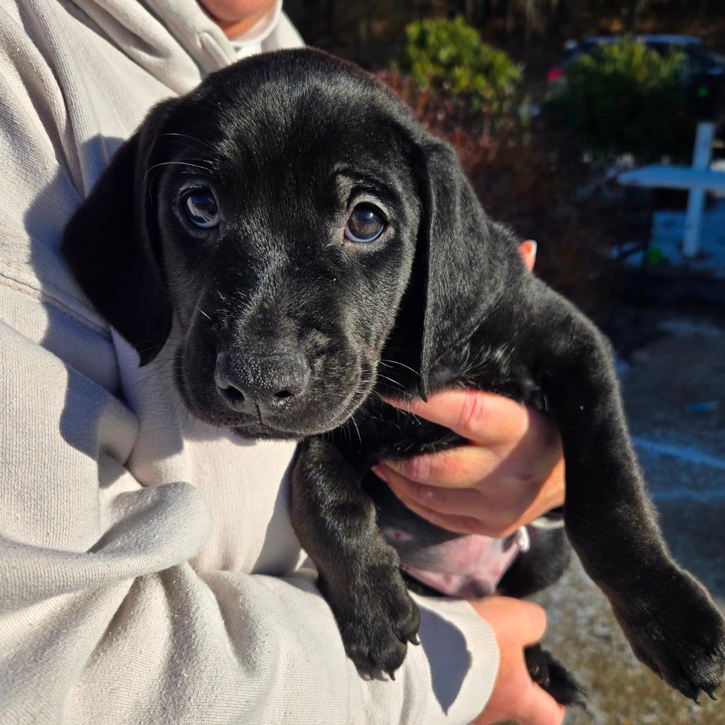 CT Soot avail Dec 27