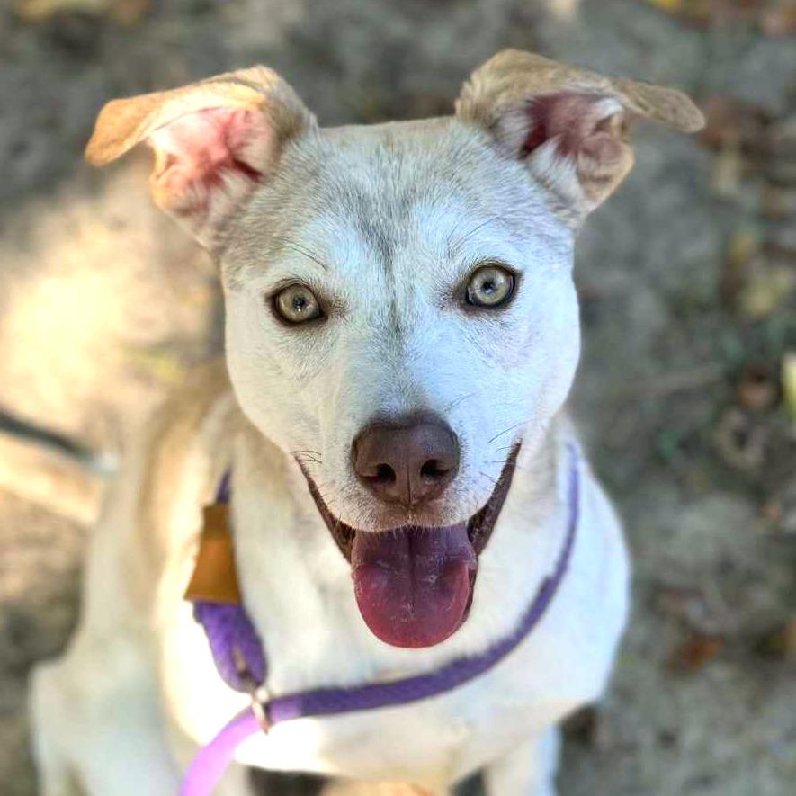 Cynder *Coming Soon* 