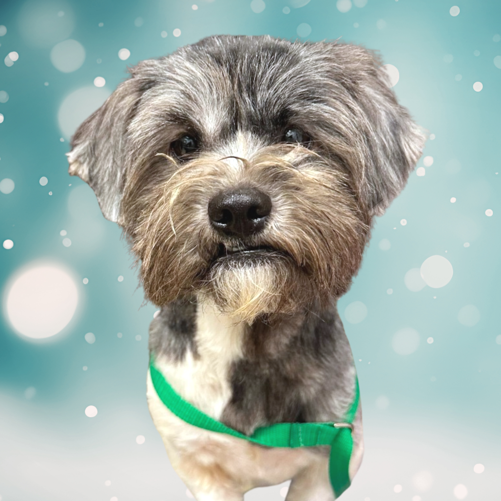 Wocket (Adoption Pending)