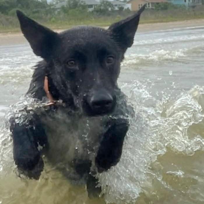 Bolt