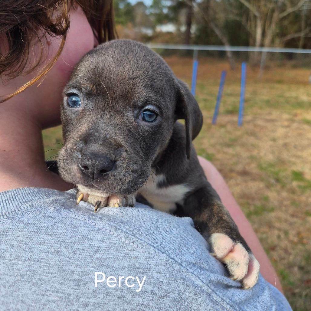 Percy