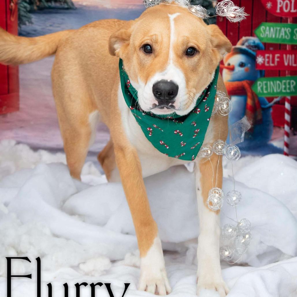 Flurry 